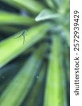 A vertical closeup of a juvenile orchard spider in a web. Leucauge venusta.