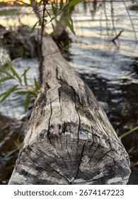 A vertical closeup of a large, toppled tree trunk situated near a riverbank