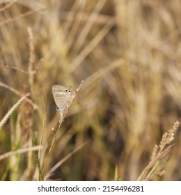 A Vertical Closeup Of Luthrodes Pandava, Chilades Pandava On The Plant  Shallow Focus 