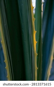 Vertical close-up macro shot of sharp yellow thorns along the margin of a thick green variegated agave succulent plant leaf with dramatic backlit rim lighting in a botanical garden during daytime hours outdoor scene.