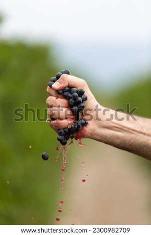 A vertical closeup of the man's hand squeezing grapes.