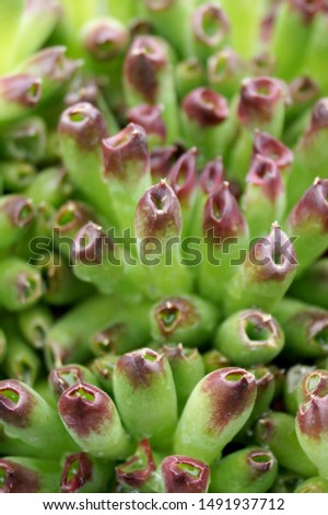 Vertical closeup of 'Oddity' hens and chicks (Sempervivum), showing its unusual rolled foliage