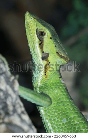 Similar – Image, Stock Photo earth lion Detail