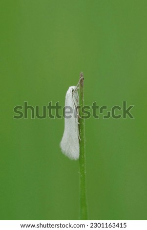 Vertical closeup on a small brigh white micro moth Elachista argentella hanging on a grass blade