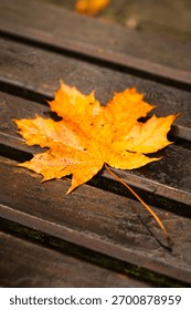 Vertical close-up of orange maple leaf on brown wooden bench covered with misty dew on an autumn morning