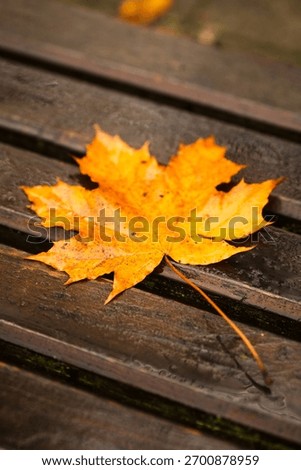 Vertical close-up of orange maple leaf on brown wooden bench covered with misty dew on an autumn morning