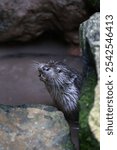 A vertical closeup of an otter (Lutrinae) seen between stones in wildlife park in Germany