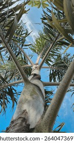 Vertical close-up of a palm tree from below. Green fronds stretch outward under the blue sky, highlighting the plant's elegant structure and tropical essence.