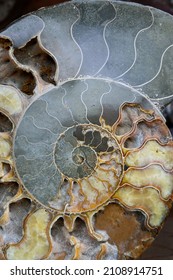 A Vertical Closeup Of The Polished Nautilus Fossil 