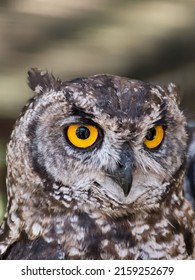 A Vertical Closeup Portrait Of A Brown Owl Looking Straight Forward