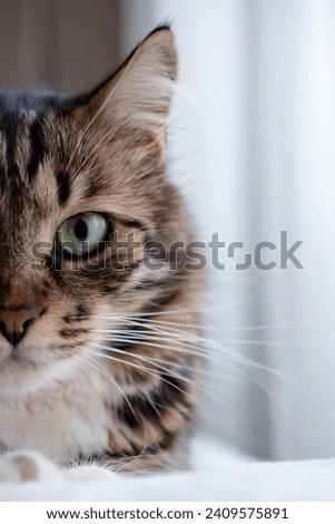 Vertical close-up portrait of a cat with green eyes. Partial side view of its face.