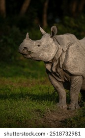 Vertical close-up portrait of a greater one-horned rhinoceros with a dark background and light falling on the rhino from Kaziranga National Park, Assam, India
