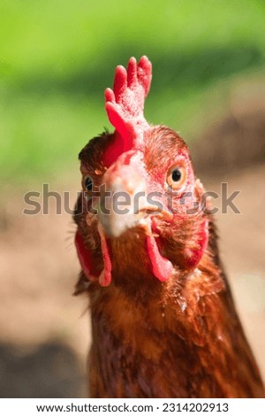 A vertical close-up of a rooster looking at the camera