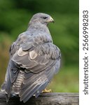 A vertical closeup shot of a beautiful roadside hawk or Rupornis Magnirostris