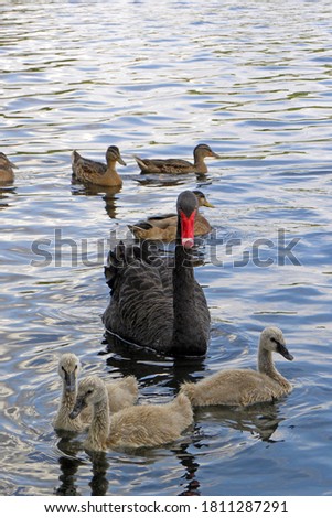 Similar – Image, Stock Photo swan lake Water Waves Lake