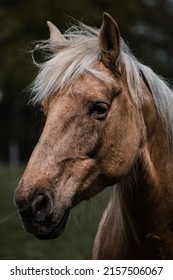 A Vertical Closeup Shot Of A Brown Horse Face