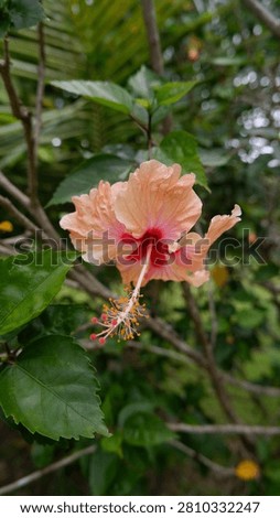 a vertical close-up shot capturing a beautiful apricot orange hibiscus flower blooming beautifully with a striking red center and prominent yellow stamen against a soft blurred green foliage background.