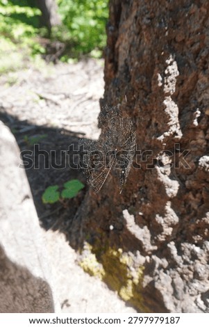 A vertical, close-up shot capturing a delicate spiderweb spun against the heavily textured, thick bark of a tree trunk in a California forest. The web is positioned near the center, spanning between a nearby rock structure on the left and the deeply grooved brown bark surface on the right. In the blurred background, a sunny forest floor with green vegetation and dappled sunlight is visible. The bright daylight highlights the intricate radial pattern of the web against the rugged organic elements of the forest.