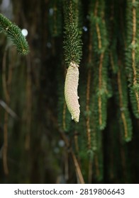 A vertical close-up shot capturing a single, young green conifer cone hanging from the branch of a spruce tree. The background is softly blurred, highlighting the natural textures of the pine needles and the forest environment.