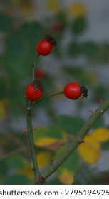 A vertical close-up shot capturing three vibrant red rose hips ripening on a green thorny branch of a wild dog-rose bush. The soft-focus, blurred natural background enhances the details of the wild berries, making it ideal for herbal medicine, autumn season, botany, and healthy lifestyle concepts.                              