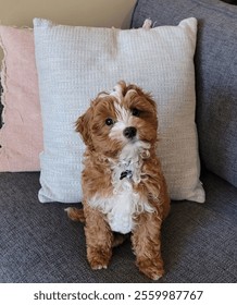 A vertical closeup shot of a Cavapoo dog sitting on a sofa