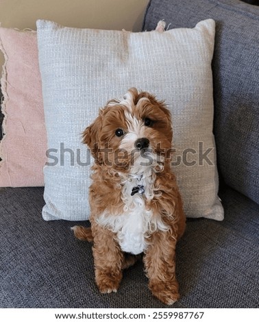 A vertical closeup shot of a Cavapoo dog sitting on a sofa