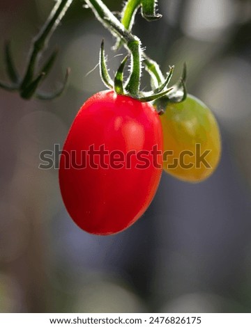 Similar – Bio Tomaten im Gewächshaus