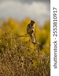 A vertical closeup shot of a curious squirrel on the grass