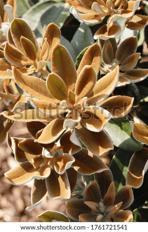 Similar – Image, Stock Photo closeup Echeverie Garden