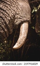 A Vertical Closeup Shot Of An Elephant Ivory Tusk In The Nature