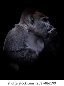 A vertical close-up shot of a gorilla in the dark background