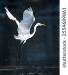 A vertical  close-up shot of a great egret flying above a lake