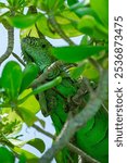 A vertical closeup shot of a green iguana (Iguana iguana) crawling on the tree