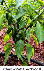 A Vertical Closeup Shot Of A Green Jalapeno Pepper Plant