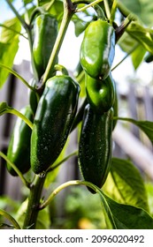 A Vertical Closeup Shot Of A Green Jalapeno Pepper Plant