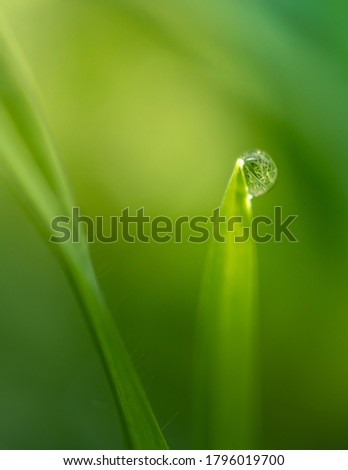 Similar – Pearls in the grass