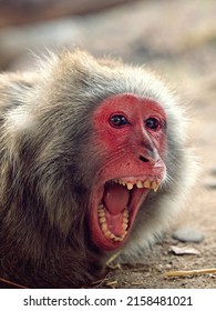 A Vertical Closeup Shot Of A Growling Red Macaque Face