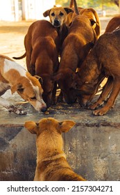 A Vertical Closeup Shot Of Multiple Brown Dogs Eating From The Ground