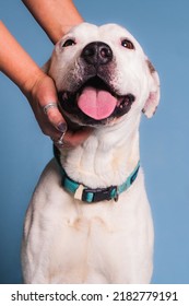 A Vertical Closeup Shot Of A Person Petting A Cute Pit Bull Dog On A Blue Background