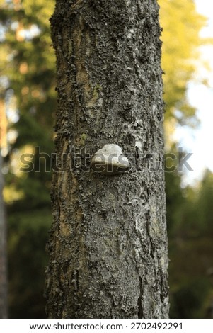 A vertical closeup shot of a Phellinus false common tinder fungus on a tree in the forest