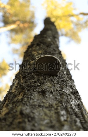 A vertical closeup shot of a Phellinus false common tinder fungus on a tree in the forest