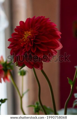 Similar – Foto Bild Pinke Dahlienblüte