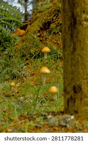 Vertical close-up shot of small wild yellow mushrooms growing from a lush, mossy forest floor next to a tree trunk.