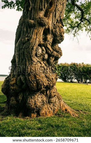 A vertical closeup shot of a tree trunk in a park