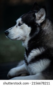 A Vertical Closeup Of A Siberian Husky Profile, Looking Straight Forward