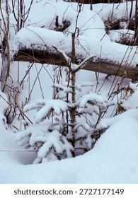 Vertical close-up of a small spruce sapling heavily covered in fresh winter snow.