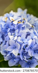 A vertical close-up of soft blue hydrangea blossoms showing delicate petals and natural texture. A beautiful floral scene captured in gentle natural light.