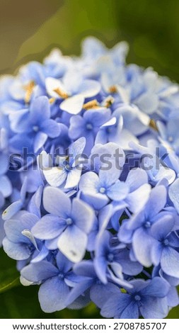 A vertical close-up of soft blue hydrangea blossoms showing delicate petals and natural texture. A beautiful floral scene captured in gentle natural light.
