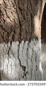 Vertical close-up of a tree trunk with rough brown bark partially painted with white lime wash and soft sunlight shadows.