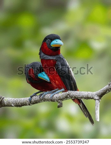 A vertical closeup of two beautiful red and black broadbill birds on a tree branch